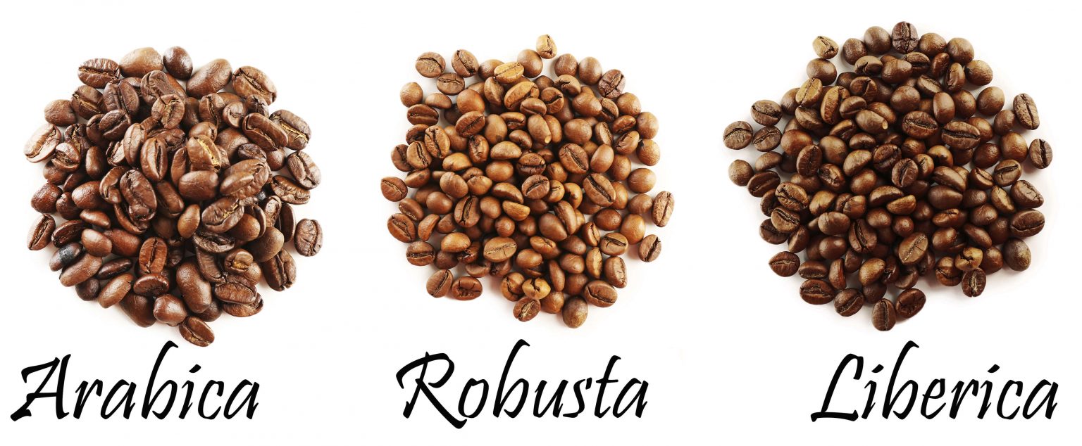 best-types-of-coffee-beans-to-buy-in-vietnam-robusta-arabica-more