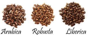 Vietnam is the paradise for Robusta green coffee beans