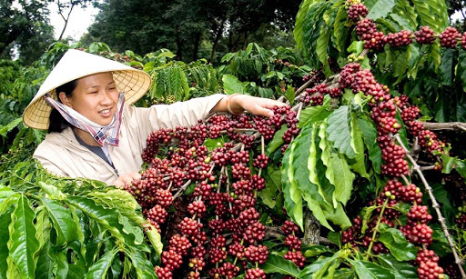 Vietnam coffee market offer a good supply of Robusta coffee beans at a competitive price