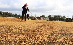 HOW TO FIND WHOLESALE COFFEE SUPPLIERS IN VIETNAM