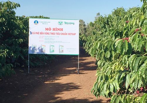 Vietgap certification for Vietnam coffee