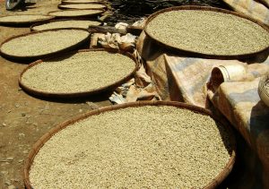 4 Most Common Mistakes When Sourcing Vietnam Coffee Beans