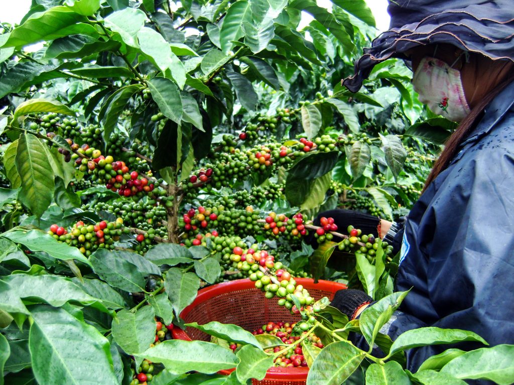 Everything You Need To Know About Vietnam's Specialty Coffee Viego
