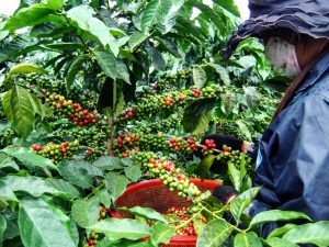 Farmers are picking ripe coffee fruits