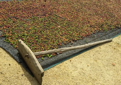 4 MOST COMMON MISTAKES WHEN SOURCING GREEN COFFEE BEANS FROM VIETNAM