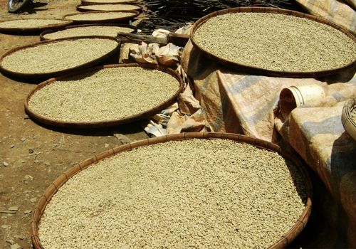 4-common-mistakes-when-sourcing-green-coffee-beans-from-Vietnam