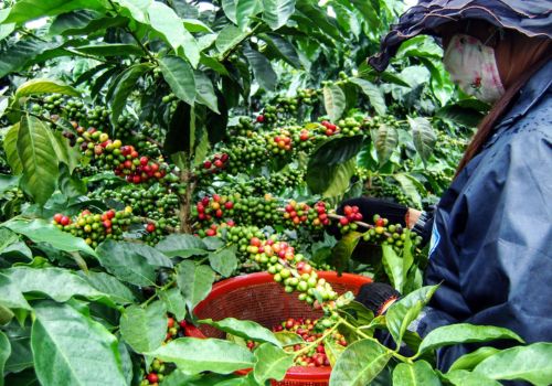 EVERYTHING YOU NEED TO KNOW ABOUT VIETNAM’S SPECIALTY COFFEE