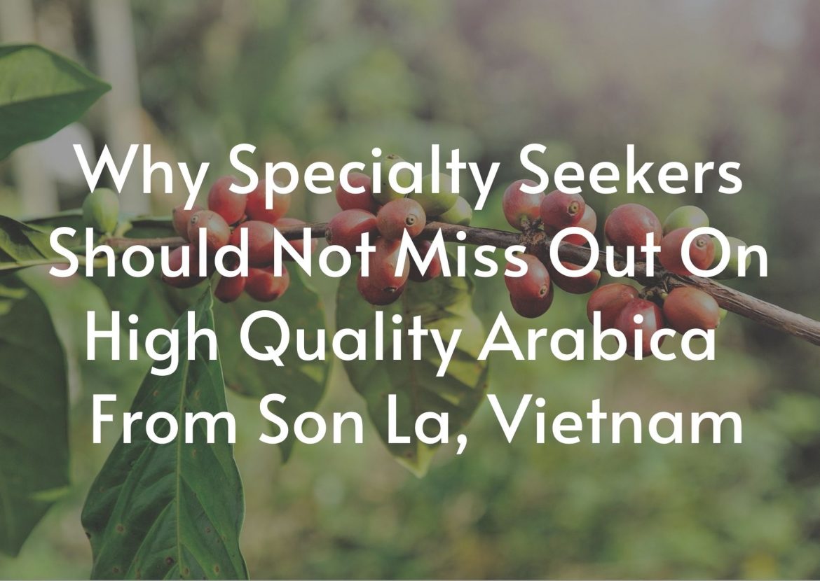 Why-Specialty-Seekers-Should-Not-Miss-Out -High-Quality-Arabica-From-Son La-Vietnam