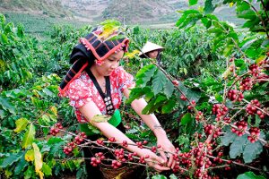 Why-Specialty-Seekers-Should-Not-Miss-Out -High-Quality-Arabica-From-Son La-Vietnam