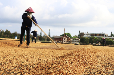 Vietnam coffee exporter