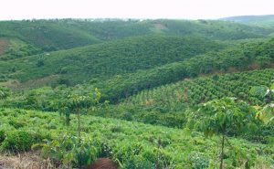 Cau-Dat-Farm-that-grow-Cau-Dat-Arabica