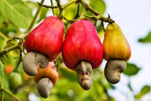 Cashew kernels from Vietnam