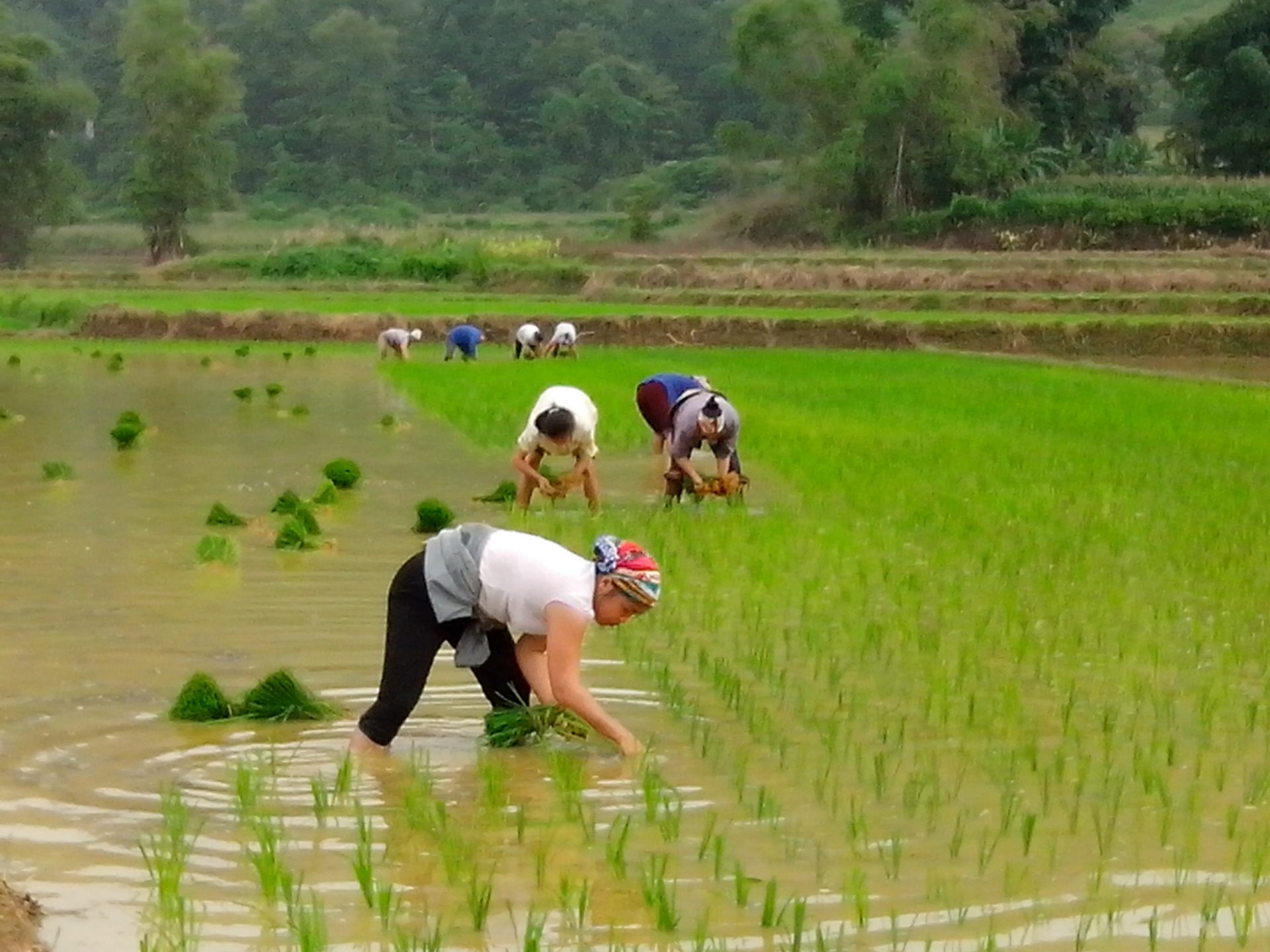 Vietnamese Rice The In Depth Guide To Vietnam Rice Market   IMG 20140626 074215 1920x1440 