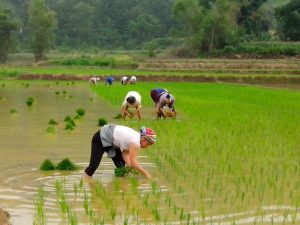 planting vietnamese rice