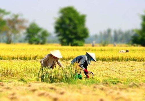 harvest