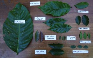 Vietnam Liberica Coffee leaves