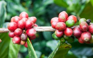 Vietnam Liberica Coffee