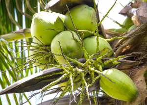 Vietnam coconut