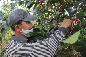 Farmer harvest liberica coffee