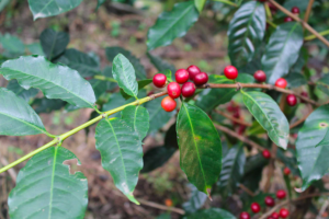Arabica Typica coffee plant.