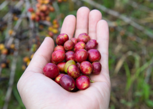 Different Varieties Of Vietnam Coffee Beans You Should Know About