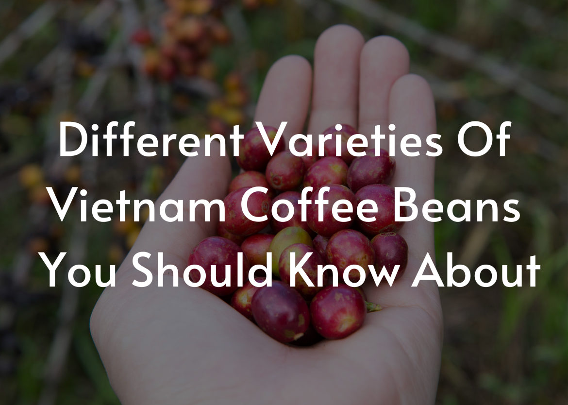 Different Varieties Of Vietnam Coffee Beans You Should Know About