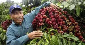 Vietnam coffee variety