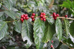 Red bourbon coffee plants