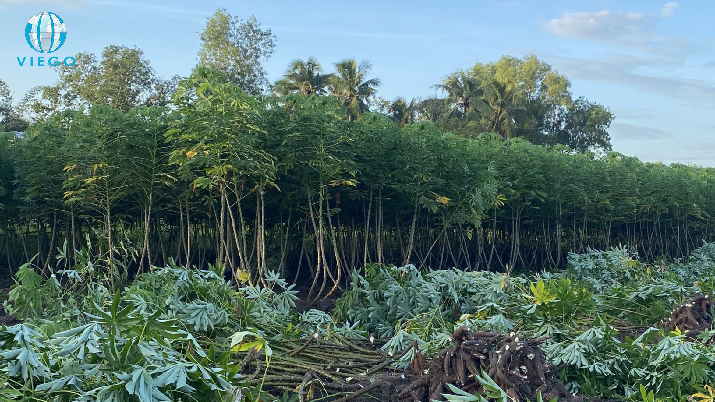 Cassava-farm-in-Vietnam-cassava-harvest
