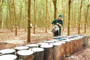 An In-depth Guide to Vietnam Natural Rubber