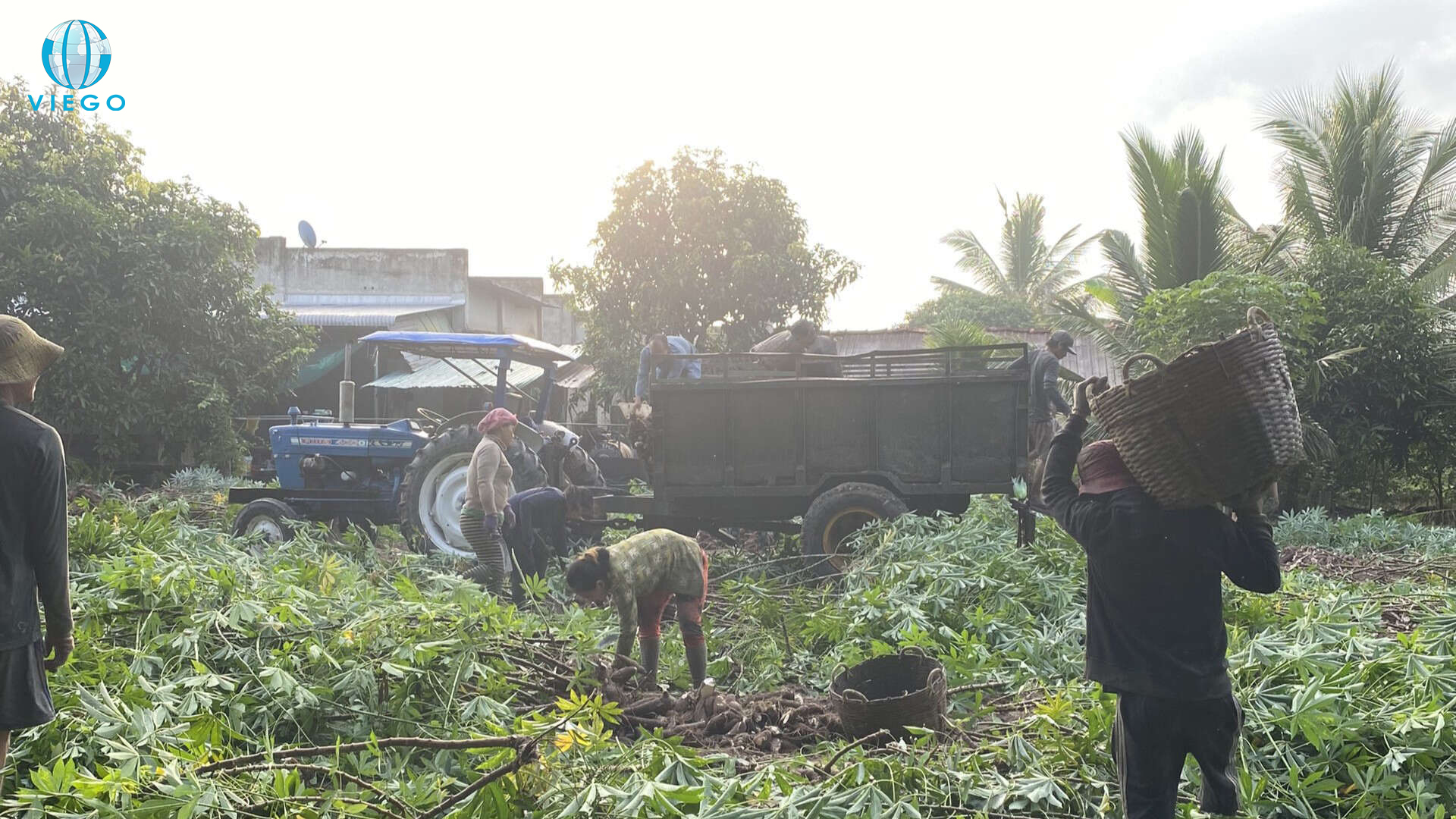 An In-depth Guide to Vietnam Natural Rubber - Viego Global