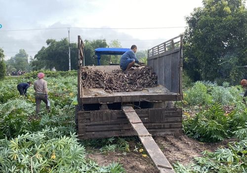 Cassava-farmers-harvest-cassava-roots-in-Vietnam