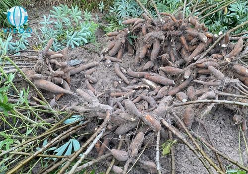 tapioca-starch-raw-material-cassava-roots