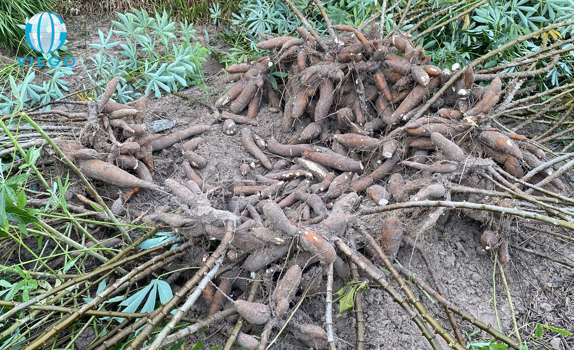 tapioca-starch-raw-material-cassava-roots