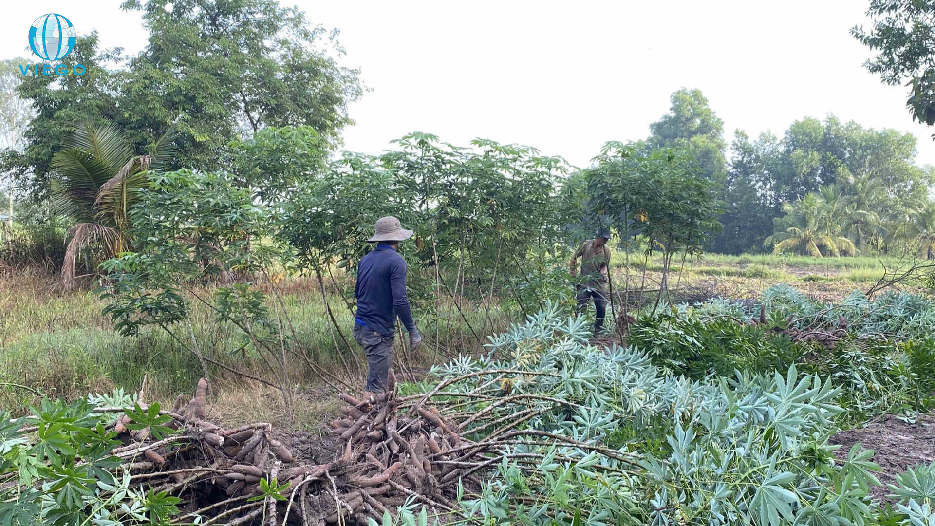 vietnam-cassava-farmers-in-cassava-harvest