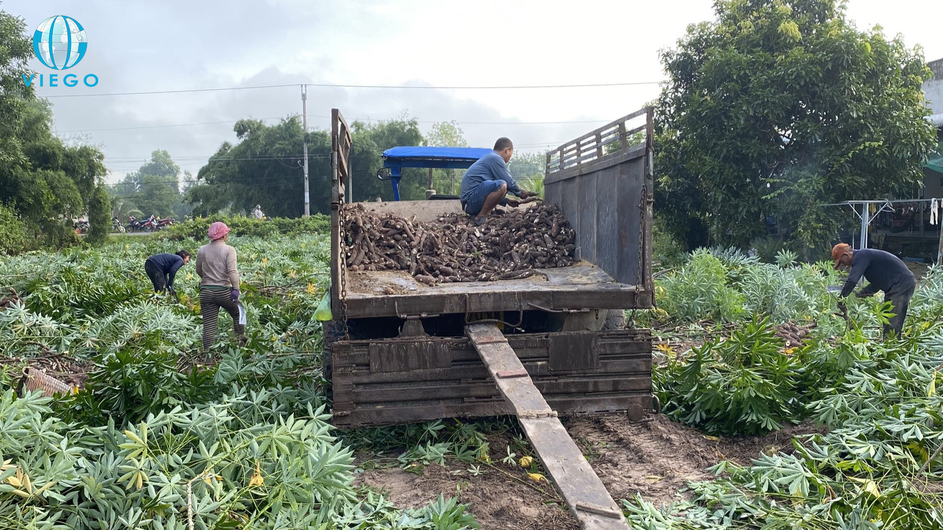 Cassava-farmers-harvest-cassava-roots-in-Vietnam