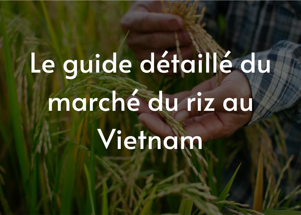 Riz vietnamien : le guide complet du marché du riz vietnamien