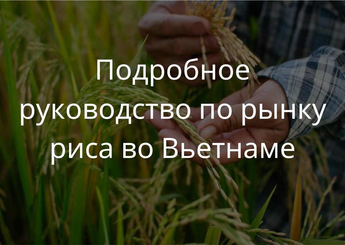 Подробное руководство по рынку риса во Вьетнаме