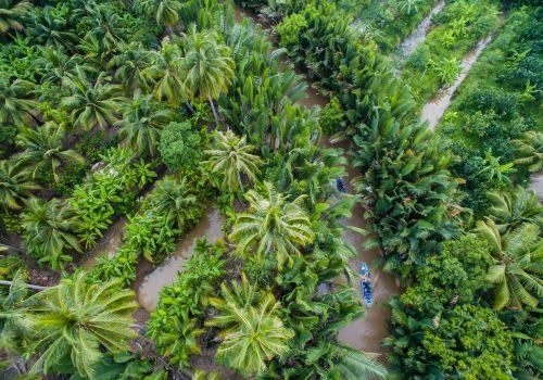 coconut plantations in Vietnam